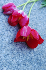  Tulips on a granite slab. Memory