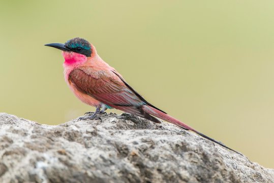 Southern carmine bee-eater (Merops nubicoides) sits on rock, Savuti, Chobe National Park, Chobe District, Botswana, Africa