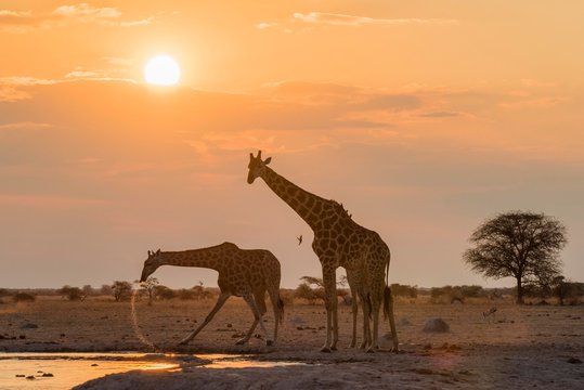 Giraffes drinking at waterhole in Nxai Pan National Park