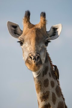Giraffe (Giraffa camelopardalis) with Red-billed oxpecker (Buphagus erythrorhynchus), Portait, Nxai Pan National Park, Ngamiland District, Botswana, Africa