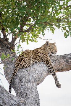 Leopard lying on tree in Chobe National Park
