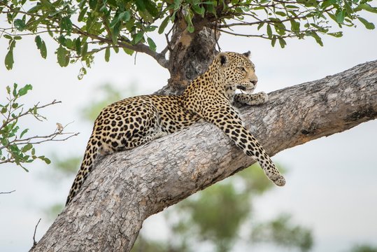 Leopard lying on tree in Chobe National Park