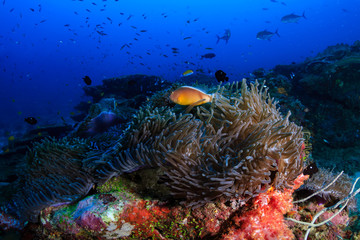 Fototapeta na wymiar Skunk Clownfish (Anemonefish) on a colorful tropical coral reef