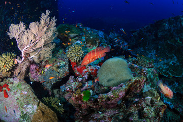 Colorful tropical fish around a healthy coral reef in Asia