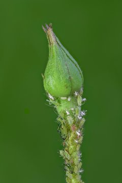 Rose bud with Aphids (Aphidoidea), focus stack, Lower Austria, Austria, Europe