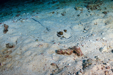 Kuhl's Stingray buried in the sand on a deep, tropical coral reef