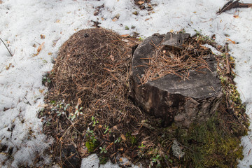 Ant hill in a pine forest in early spring