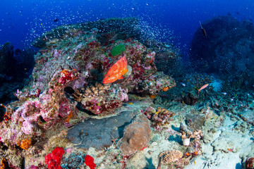 Fototapeta na wymiar A beautiful, colorful and healthy tropical coral reef