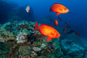 Colorful tropical fish around a healthy coral reef in Asia