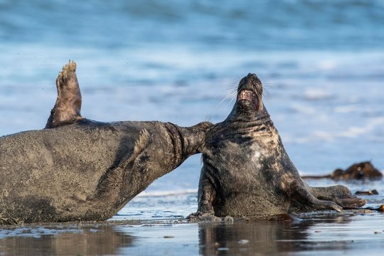 Grey seals (Halichoerus grypus), fighting bulls, Helgoland, Schleswig-Holstein, Germany, Europe