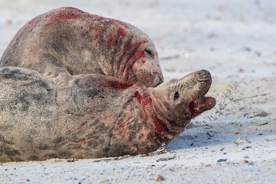 Grey seals (Halichoerus grypus), fighting bulls, Helgoland, Schleswig-Holstein, Germany, Europe