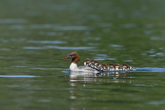 Common merganser (Mergus merganser), swimming female with many chicks on her back, Zugersee, Switzerland, Europe