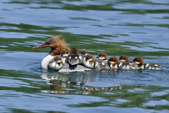 Common merganser (Mergus merganser), swimming female with many chicks on her back, Zugersee, Switzerland, Europe