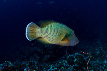 A large Napoleon Wrasse on a deep, dark coral reef