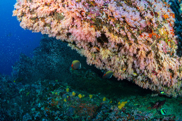 A beautiful, colorful and healthy tropical coral reef