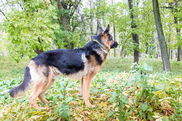 Dog German Shepherd outdoors in an autumn