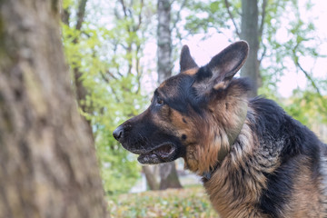 Dog German Shepherd outdoors in an autumn