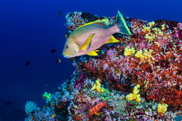 Fototapeta na wymiar Colorful tropical fish around a healthy coral reef in Asia
