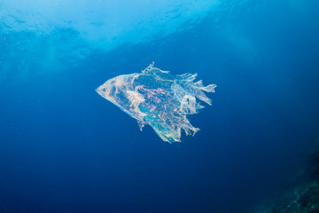 Plastic Pollution - a discarded, shredded plastic bag floats underwater in a clear, blue, tropical ocean