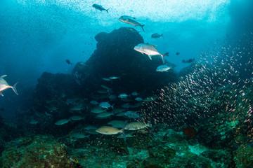 Naklejka na ściany i meble Long nose Emperor and Trevally hunting on a tropical coral reef (Richelieu Rock, Thailand)