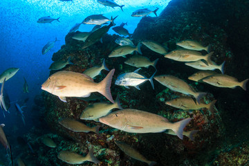 Fototapeta na wymiar Long nose Emperor and Trevally hunting on a tropical coral reef (Richelieu Rock, Thailand)