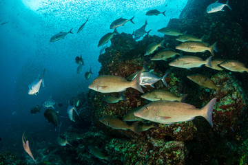 Long nose Emperor and Trevally hunting on a tropical coral reef (Richelieu Rock, Thailand)