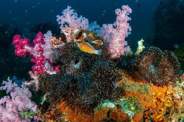 Skunk Clownfish (Anemonefish) on a colorful tropical coral reef