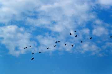野鳥　渡り鳥　冬の渡り鳥　大空と渡り鳥