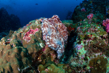 Naklejka na ściany i meble Large Day Octopus on a tropical coral reef (Richelieu Rock)