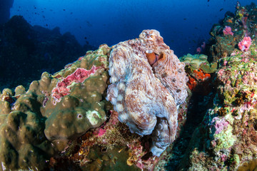 Naklejka na ściany i meble Large Day Octopus on a tropical coral reef (Richelieu Rock)