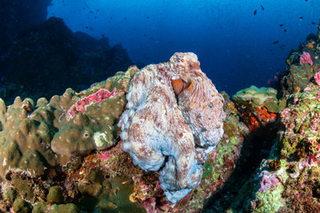 Fototapeta na wymiar Large Day Octopus on a tropical coral reef (Richelieu Rock)