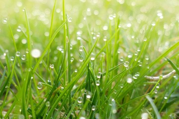 green spring grass background.green grass in drops of dew in the rays of the  sun.natural plant background