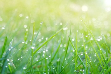 green spring grass background.green grass in drops of dew in the rays of the morning sun.natural plant background