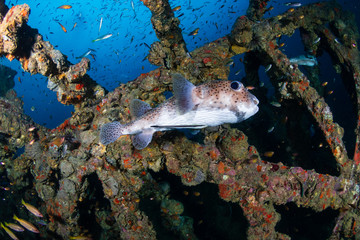 Porcupinefish on a tropical shipwreck