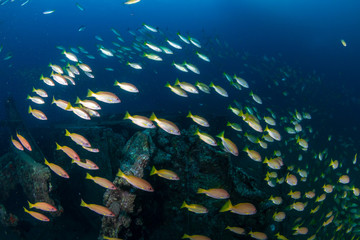Colorful tropical fish around an old, underwater shipwreck in a tropical ocean