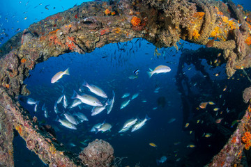 Colorful tropical fish around an old, underwater shipwreck in a tropical ocean