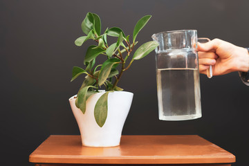 close up hand pour water in the plant pot home flower on the shelf f