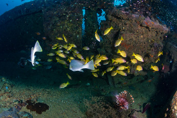 Fototapeta na wymiar Colorful tropical fish around an old, underwater shipwreck in a tropical ocean