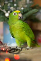 Chic green parrot 