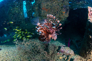 Naklejka na ściany i meble Colorful Lionfish hunting on a old, underwater shipwreck in a tropical ocean