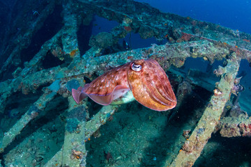 Fototapeta na wymiar Colorful Cuttlefish on a old underwater shipwreck in a tropical ocean