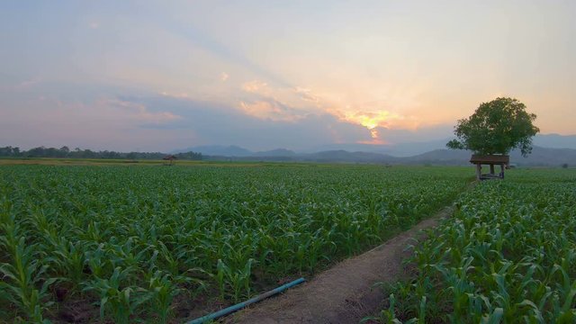 Landscape green corn farms in agricultural garden Thailand. Crane shot, size 4k