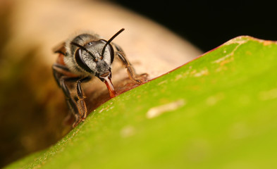 fly on a leaf
