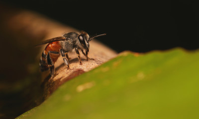 fly on leaf
