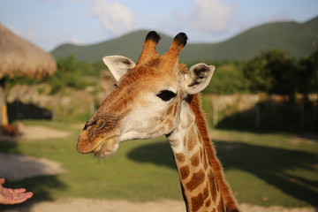 giraffe