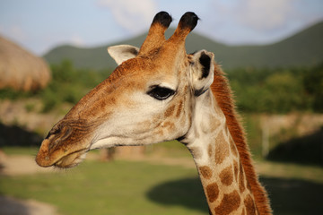 giraffe