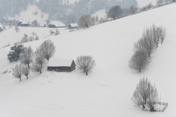 A Stable Surrounded by Small Groups of Trees in Winter