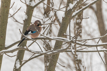 A Beautiful Small Bird Standing on a Branch in Winter