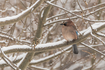 A Colourful Small Bird Resting on a Snow Covered Branch