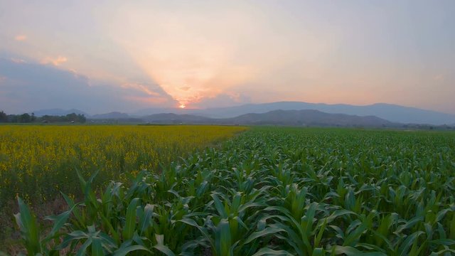 Landscape green corn farms in agricultural garden Thailand. Crane shot, size 4k